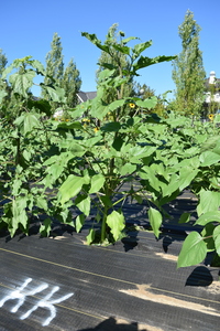 plantside