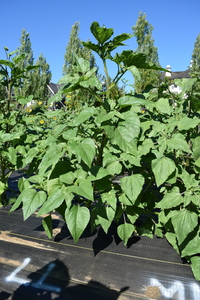 plantside