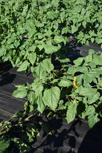 plantside
