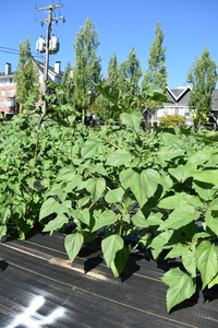 plantside
