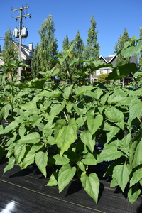 plantside