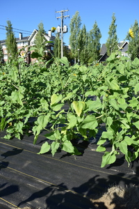 plantside