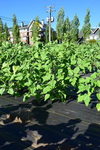 plantside