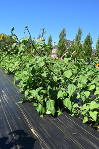 plantside