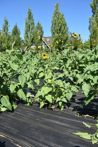 plantside