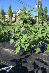 plantside