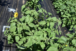 plantside