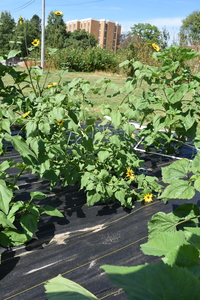 plantside