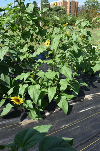 plantside