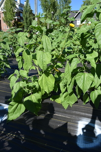 plantside