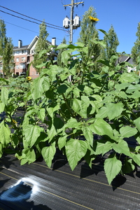 plantside