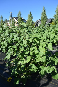 plantside