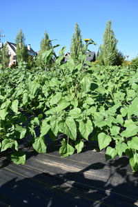 plantside