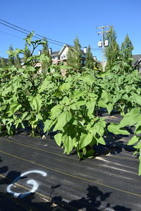 plantside