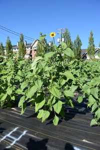 plantside