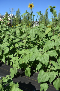 plantside