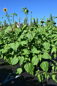 plantside