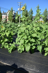 plantside