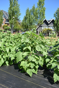 plantside