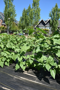 plantside