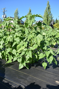 plantside
