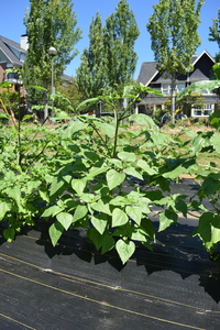 plantside