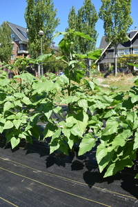 plantside