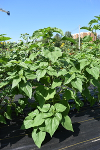 plantside