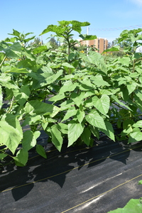 plantside