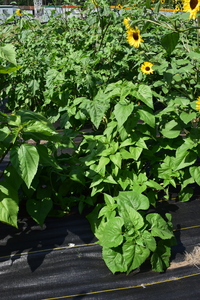 plantside