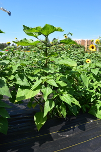 plantside