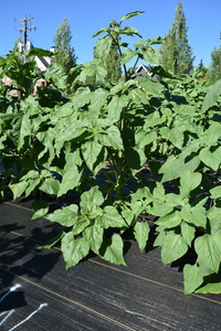 plantside