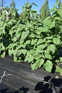 plantside