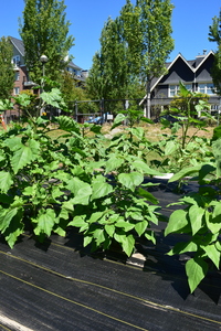 plantside