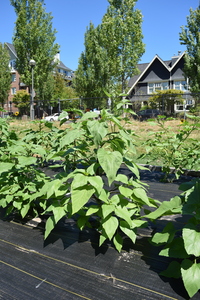 plantside