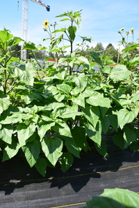 plantside