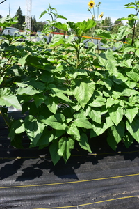 plantside