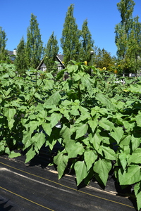 plantside
