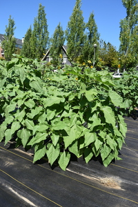 plantside