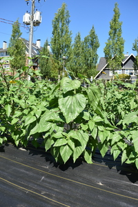 plantside