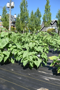 plantside