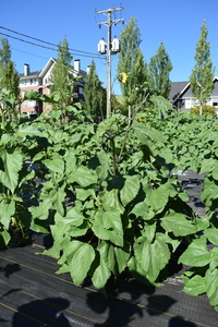 plantside