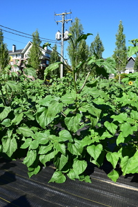 plantside