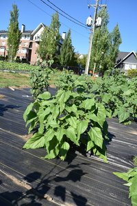 plantside
