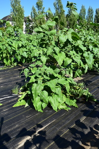 plantside