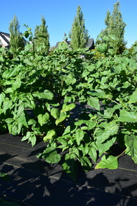 plantside