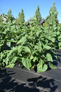 plantside