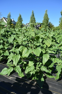 plantside