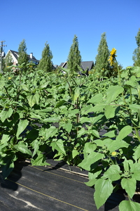 plantside