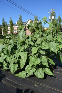 plantside